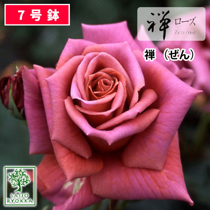 予約バラ苗 禅ローズ 禅 ぜん 大苗 7号鉢 茶系 FL 薔薇苗 ばら苗 バラ 苗 鉢植え【送料無料 北海道沖縄発送不可】 【期日指定不可】【予約後キャンセル不可・2025年春から出荷予定】【お買い物マラソン始まる！】のサムネイル