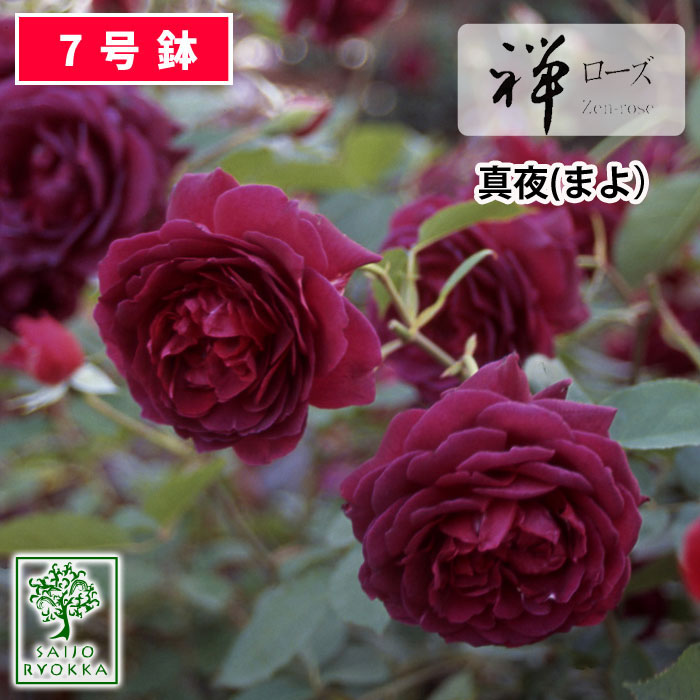 【クーポンあり】バラ苗 禅ローズ 真夜 大苗 7号鉢 黒赤系 FL 薔薇苗 ばら苗 バラ 苗 鉢植え【送料無料 北海道沖縄発送不可】 【期日指定不可】【バラ3鉢で1000円引き】【★お買い物マラソン！】