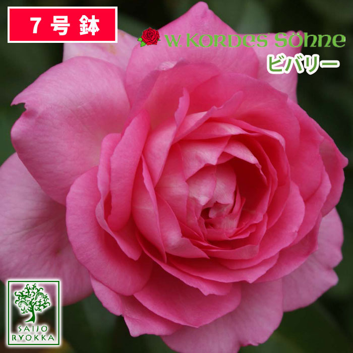 【クーポンあり】バラ苗 京成バラ園 コルデス ビバリー 大苗 7号鉢 ピンク系 HT 薔薇苗 ばら苗 バラ 苗 鉢植え【送料…