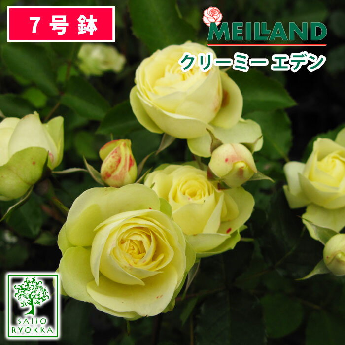 【クーポンあり】バラ苗 京成バラ園 メイアン クリーミー エデン 大苗 7号鉢 黄色系 FL 薔薇苗 ばら苗 バラ 苗 鉢植…