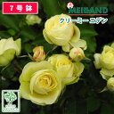 【クーポンあり】バラ苗 京成バラ園 メイアン クリーミー エデン 大苗 7号鉢 黄色系 FL 薔薇苗 ばら苗 バラ 苗 鉢植え【送料無料 北海道沖縄発送不可】 【期日指定不可】【バラ3鉢で1000円引き】【母の日対応不可】