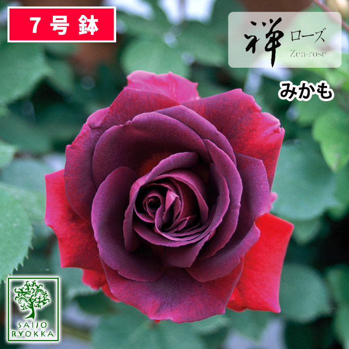 【クーポンあり】バラ苗 禅ローズ みかも 大苗 7号鉢 紫系 薔薇苗 ばら苗 バラ 苗 鉢植え【送料無料 北海道沖縄発送…