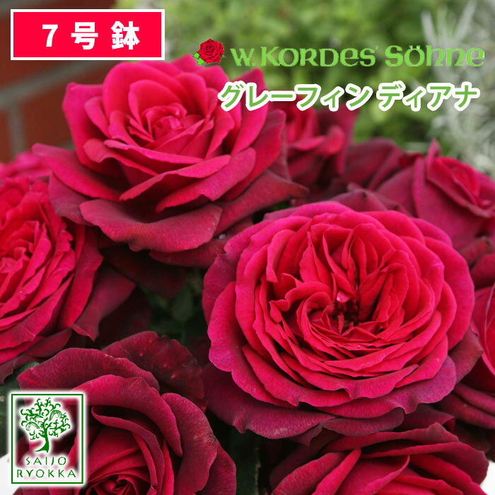 【予約】【お届けは2024年1月から】バラ苗 京成バラ園 コルデス グレーフィン ディアナ 大苗 7号鉢 赤系 HT 薔薇苗 ばら苗 バラ 苗 鉢植え【送料無料 北海道沖縄発送不可】【1日はワンダフルデー！！】【期日指定不可】のサムネイル