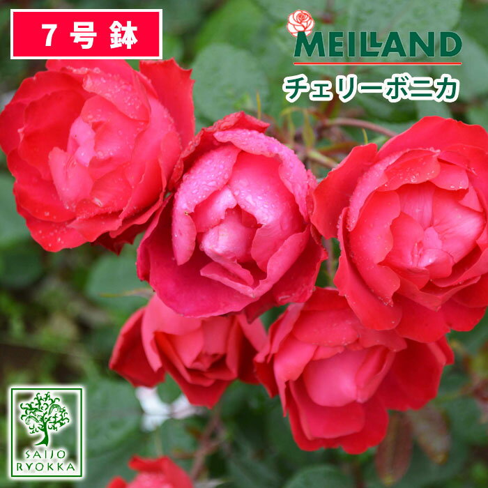 【クーポンあり】バラ苗 京成バラ園 メイアン チェリーボニカ 大苗 7号鉢 赤系 FL 薔薇苗 ばら苗 バラ 苗 鉢植え【送…