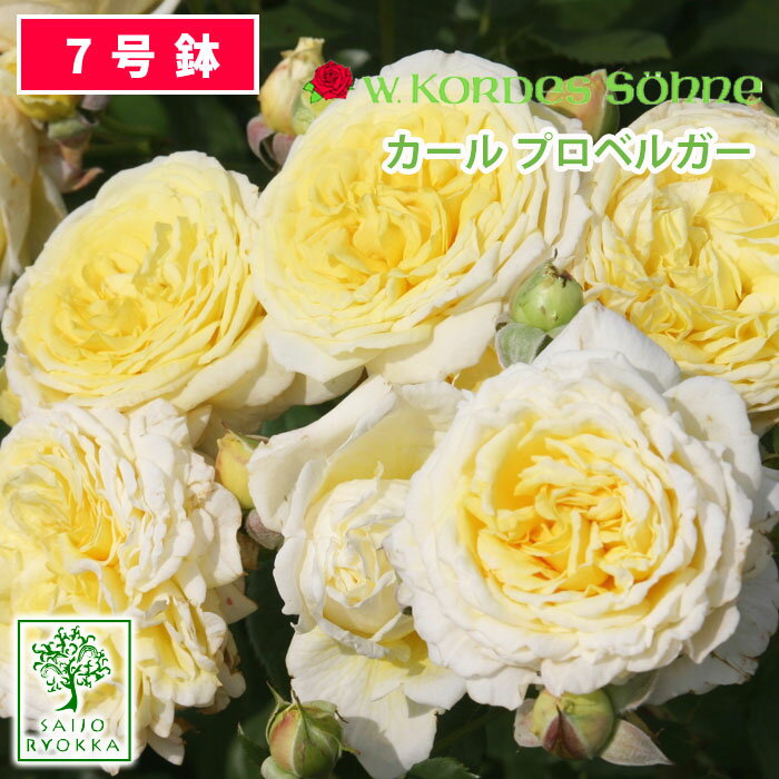 予約苗 バラ苗 京成バラ園 コルデス カール プロベルガー 大苗 7号鉢 黄系 FL 薔薇苗 ばら苗 鉢植え【2020・2021年予約・バラ以外の商品と同梱不可】