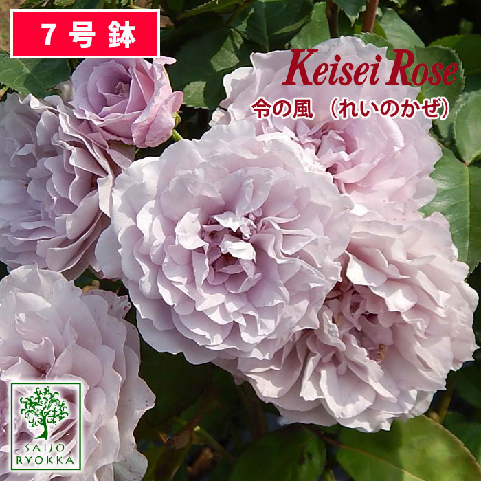 【つぼみ付き】【クーポンあり】バラ苗 京成バラ園 京成 令の風 大苗 7号鉢 紫系 FL 薔薇苗 ばら苗 バラ 苗 鉢植え【送料無料 北海道沖縄発送不可】【5日はお得な日！】【母の日ギフト対応不可】のサムネイル