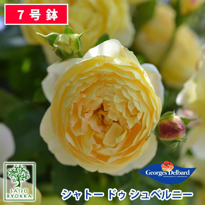 【クーポンあり】バラ苗 デルバール シャトー ドゥ シュベルニー 大苗 7号鉢 黄系 SCL 薔薇苗 ばら苗 バラ 苗 鉢植え…