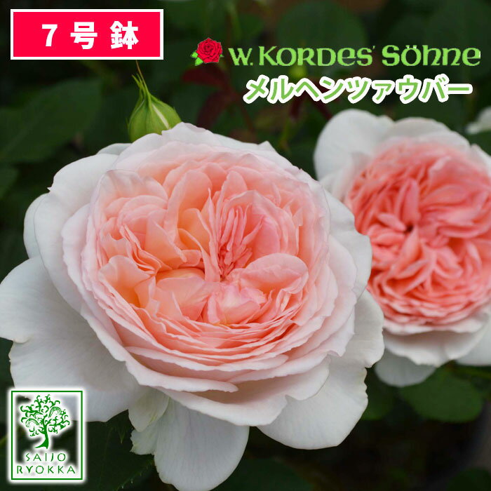 【予約】【お届けは2024年1月から】バラ苗 京成バラ園 コルデス メルヘンツァウバー 大苗 7号鉢 ピンク系 FL 薔薇苗 ばら苗 バラ 苗 鉢植え【送料無料 北海道沖縄発送不可】【18日は市場の日！！】【期日指定不可】のサムネイル