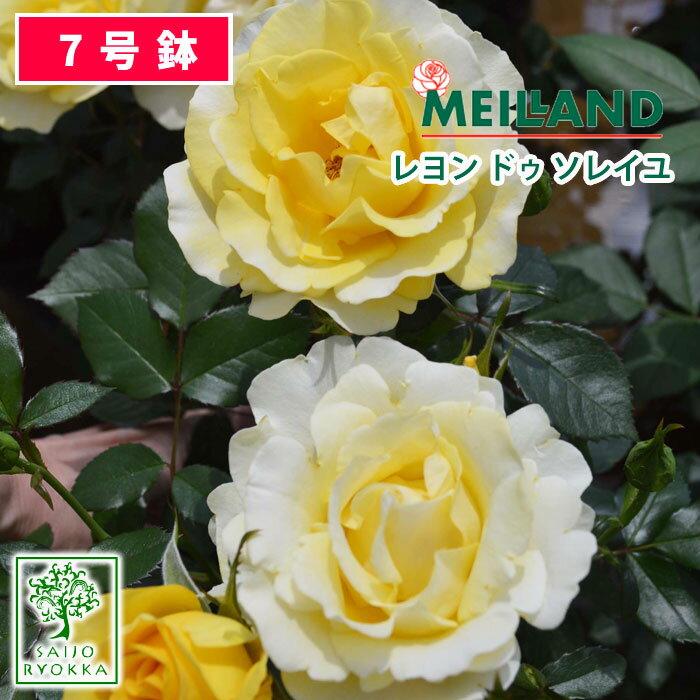 【お得なクーポンあり！】即納バラ苗 京成バラ園 メイアン レヨン ドゥ ソレイユ 大苗 7号鉢 黄系 FT 薔薇苗 ばら苗 バラ 苗 鉢植え【 送料無料 北海道沖縄発送不可】【期日指定不可】のサムネイル