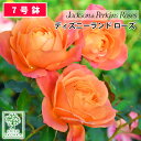 【クーポンあり】バラ苗 京成バラ園 J P ディズニーランド ローズ 大苗 7号鉢 オレンジ系 FL 薔薇苗 ばら苗 バラ 苗 鉢植え【送料無料 北海道沖縄発送不可】 【期日指定不可】【バラ3鉢で1000円引き】【母の日対応不可】