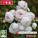 バラ苗 河本バラ園 アリエッタ 大苗 7号鉢 白系 SCL 薔薇苗 ばら苗 バラ 苗 鉢植え 