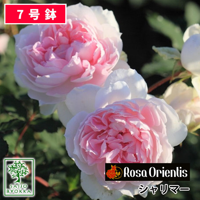 バラ苗 ロサオリエンティス シャリマー 大苗 7号鉢 ピンク系 SCL 薔薇苗 ばら苗 バラ 苗 鉢植え【送料無料 北海道沖縄発送不可】 【期日指定不可】【バラ3鉢で1000円引き】【★お買い物マラソン！】のサムネイル