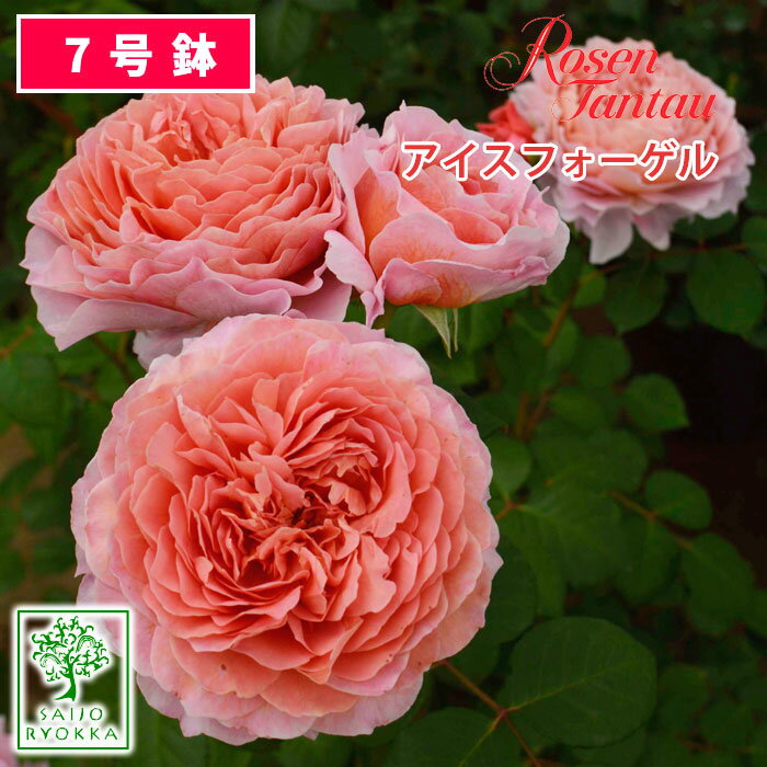 【クーポンあり】バラ苗 京成バラ園 タンタウ アイスフォーゲル 大苗 7号鉢 ピンク系 CL 薔薇苗 ばら苗 バラ 苗 鉢植え【送料無料 北海道沖縄発送不可】 【期日指定不可】【バラ3鉢で1000円引き】【母の日対応不可】