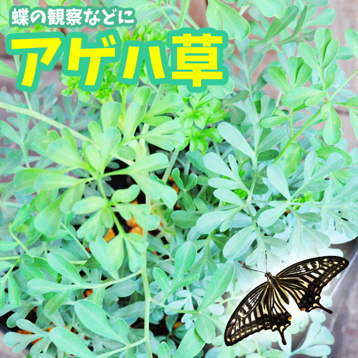 【予約】【花苗】アゲハチョウの餌