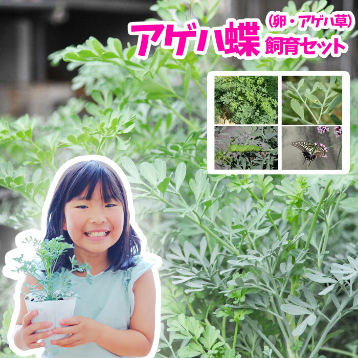 【予約受付中】【上級者向け】アゲハチョウ飼育 卵・アゲハ草 セット【予約販売】【納期指定不可】【自宅で自由研究】【アゲハ蝶】【飼育セット】【教材】【観察】【他商品との同梱不可】【北…