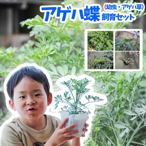 【予約商品】【初心者むけ】アゲハチョウ飼育（幼虫・アゲハ草）セット【納期指定不可】【お届けは5月下旬ごろから】【他商品と同梱不可】【北海道・沖縄・東北発送不可】【母の日対応不可】