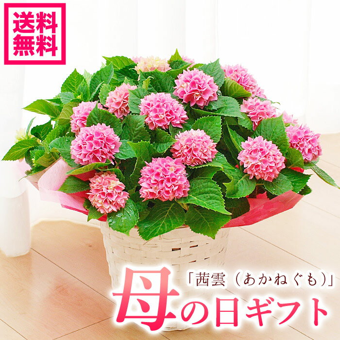 【遅れてごめんね】母の日 プレゼント コンパクトアジサイ 紫陽花 茜雲 あかねぐも 鉢花ギフト 母の日ギフト 【送料無料・北海道 沖縄・東北発送不可】【プレゼント】【おすすめ】【おしゃれ】【毎年楽しめる】【母の日】