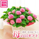 【150円クーポンあり】母の日 プレゼント コンパクトアジサイ 紫陽花 茜雲 あかねぐも 鉢花ギフト 母の日ギフト 【送料無料・北海道 沖縄・東北発送不可】【プレゼント】【おすすめ】【おしゃれ】【毎年楽しめる】【母の日】