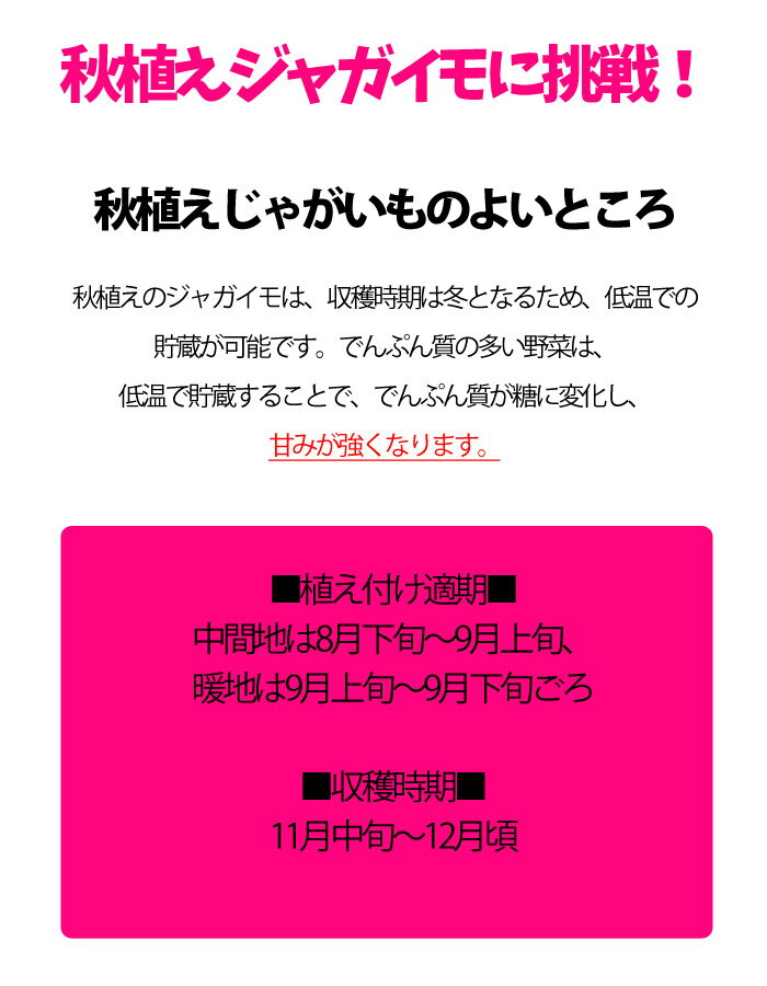 秋植えジャガイモ アイノアカ じゃがいも ジャガイモ 種芋 約1kg【充填時】【8月よりお届け予定】【他の商品との同梱不可】【0と5のつく日は楽天カードでお得】