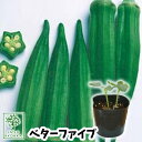 【野菜苗☆クーポンあり】オクラ ベターファイブ 実生苗 1POT【おすすめ】【人気品種】【苗】【納期