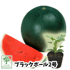 【野菜苗☆出荷中】スイカ ブラックボール2 接木苗 1POT【おすすめ】【人気品種】【苗】【納期指定不可】★★接木★★【母の日対応不可】