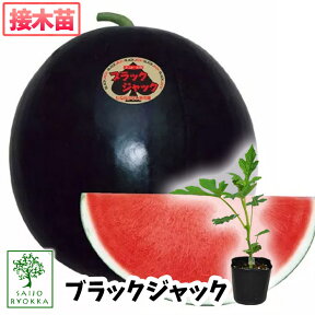 【野菜苗☆出荷中】スイカ 黒皮 種なし ブラックジャック 接木苗 1POT 【おすすめ】【人気品種】【苗】【納期指定不可】★★接木★★【母の日対応不可】