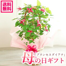 クレマチス 花の鉢植え 母の日 プレゼント クレマチス プリンセスダイアナ 鉢花ギフト【送料無料・北海道 沖縄・東北発送不可】【カーネーションより人気】【いつもと違う母の日ギフト 鉢植え】【かわいい】【おすすめ】【毎年楽しめる】【母の日】