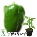 【予約野菜苗】ピーマン ジャンボピーマン デカチャンプ 苗 1POT【おすすめ】【人気品種】【苗】【納期指定不可】【30日は0のつく日お得！】