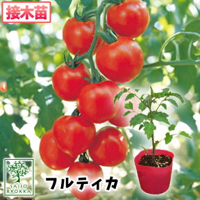 【野菜苗☆クーポンあり】中玉トマト フルティカ 接木苗 1POT【おすすめ】【人気品種】【苗】【納期指定不可】【登録品種名タキイミディ195】【登録番号17213】★☆★接木★☆★【母の日対応不可】