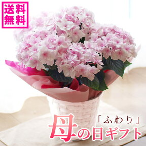 【150円クーポンあり】母の日 プレゼント アジサイ ギフト 達人のアジサイ 紫陽花 ふわり 鉢花【送料無料・北海道 沖縄・東北発送不可】【おすすめ】【おしゃれ】【毎年楽しめる】【☆人気ナンバーワン！】【母の日】