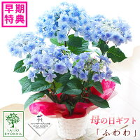 母の日ギフト アジサイ 母の日ギフト アジサイ 紫陽花 達人のあじさい ふわわ 鉢花ギフト プレゼント【カーネーションより人気の鉢植え】【おすすめ】【おしゃれ】【毎年楽しめる】