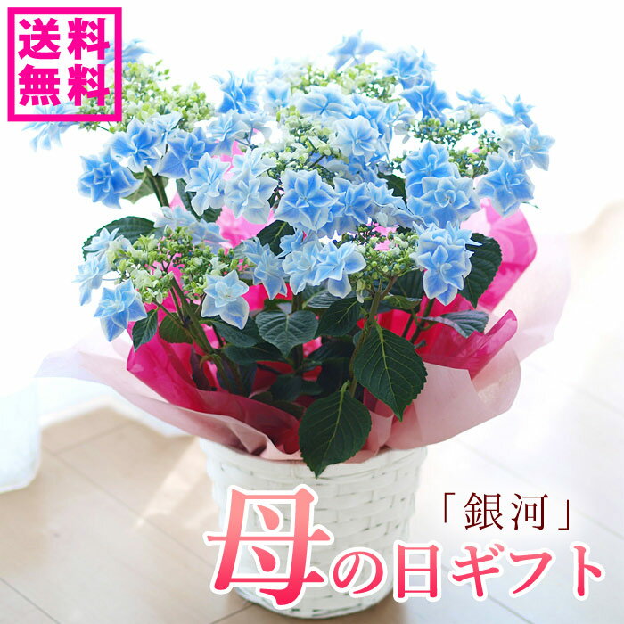 紫陽花 銀河 【遅れてごめんね】母の日 プレゼント アジサイ 母の日ギフト プレゼント 紫陽花 銀河 おすすめ 鉢花 母の日ギフト【送料無料・北海道沖縄東北発送不可】【プレゼント】【フラワーオブザイヤー島根県のアジサイ】【母の日】