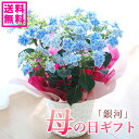 【予約受付中】母の日 プレゼント アジサイ 母の日ギフト プレゼント 紫陽花 銀河 おすすめ 鉢花 母の日ギフト【送料無料・北海道沖縄東北発送不可】【プレゼント...