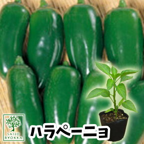 【野菜苗☆出荷中】トウガラシ ハラペーニョ 実生苗 1POT【おすすめ】【人気品種】【苗】【納期指定不可】【母の日対応不可】