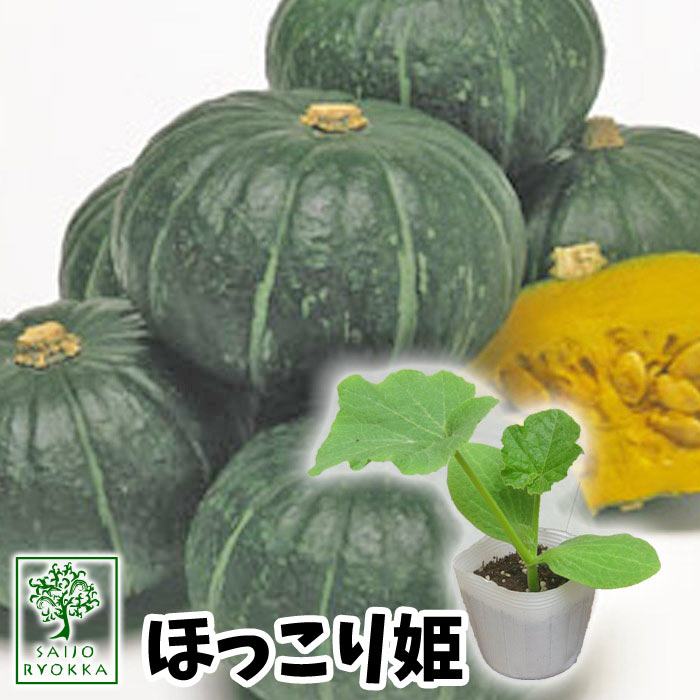 【25日はお得な日！】【予約野菜苗】カボチャ ほっこり姫 ホッコリヒメ 実生苗 1POT【おすすめ】【人気品種】【苗】【納期指定不可】