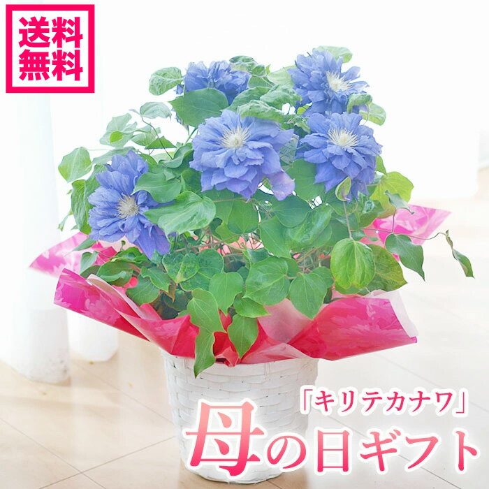 連載 室内でも楽しめる鉢植えはどれ 初心者にもおすすめの春の花鉢をご紹介 暮らし の