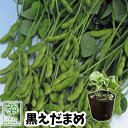 【予約野菜苗】エダマメ 黒エダマ