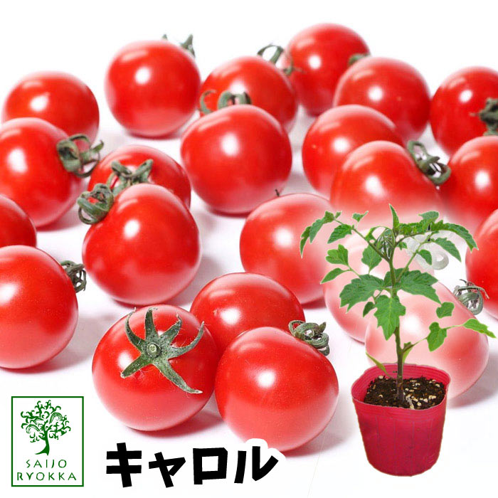 【25日はお得な日！】【予約野菜苗】ミニトマト キャロル 苗 1POT【ミニキャロル】【おすすめ】【人気品種】【苗】【納期指定不可】