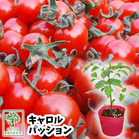 【野菜苗☆クーポンあり】トマト キャロル パッション キャロルの進化版 苗 1POT【おすすめ】【人気品種】【苗】【納期指定不可】【母の日対応不可】