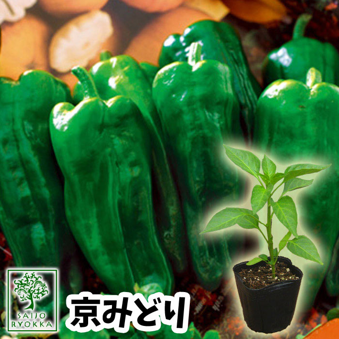 予約野菜苗 ピーマン 京みどり 実生 1POT【2022】【納期指定不可】【プレゼントにもしたい実用的苗】【予約受付中】【0と5のつく日はエントリーでお得】