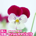 【超早期予約苗】【花苗】 ビオラ 雨畑硯 マジョルカマジョリ...