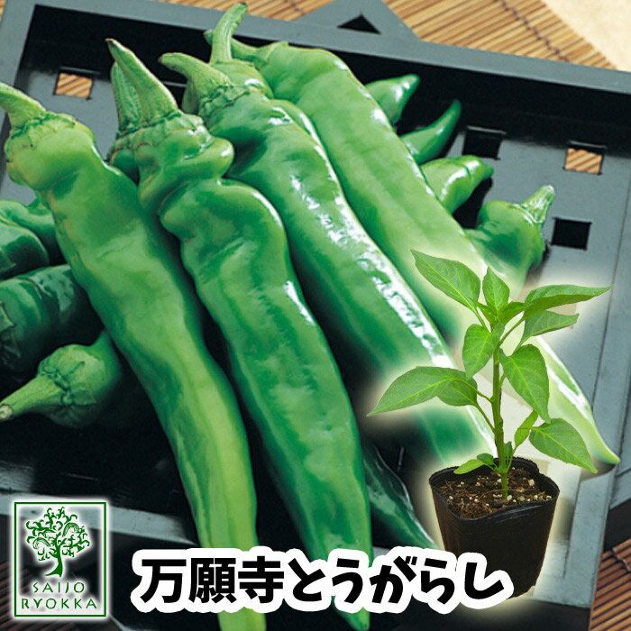 【予約野菜苗】ピーマン トウガラシ 甘とうがらし 万願寺とうがらし 苗1POT【おすすめ】【人気品種】【苗】【納期指定不可】【0・5のつく日は！お得な日！】