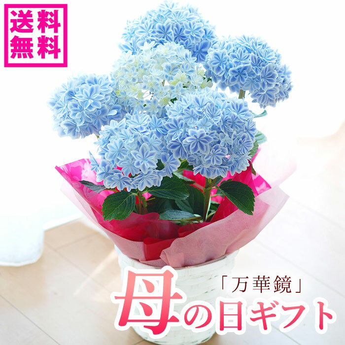 【150円クーポンあり】母の日 プレゼント アジサイ 紫陽花 万華鏡ブルー 鉢花ギフト プレゼント【送料無料・北海道沖縄東北発送不可】【ジャパンフラワーセレクション2012-2013受賞品種】【毎年楽しめる】【母の日】