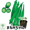 【予約野菜苗】オクラ まるみちゃん 苗 1POT【おすすめ】【人気品種】【苗】【納期指定不可】【0・5のつく日は！お得な日！】