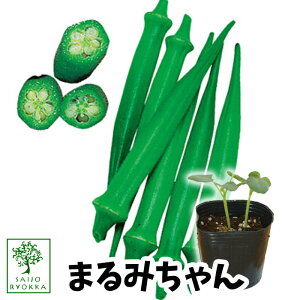 【野菜苗☆出荷中】オクラ まるみちゃん 苗 1POT【おすすめ】【人気品種】【苗】【納期指定不可】【母の日対応不可】