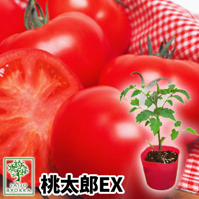 【野菜苗】トマト ホーム桃太郎EX 実生苗 1POT【おすすめ】【人気品種】【苗】【納期指定不可】【30日お得な日！】【母の日ギフト対応不可】【間もなく終了！】