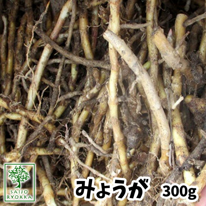 【春植え芋】出荷中 みょうが 種 苗 約300g【入荷次第発送予定】【充填時】【ほかの商品と同梱不可 ...