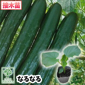 【野菜苗☆出荷中】キュウリ なるなる 接木苗 1POT【おすすめ】【人気品種】【苗】【納期指定不可】★★接木★★【母の日対応不可】