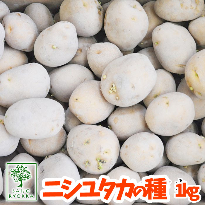 【予約商品】秋植え ニシユタカ 西豊 じゃがいも ジャガイモ 種芋 1kg【充填時】【園芸専門店の野菜の種】【0と5のつく日は楽天カードでお得】