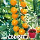 【予約野菜苗】トマト オレンジ 千